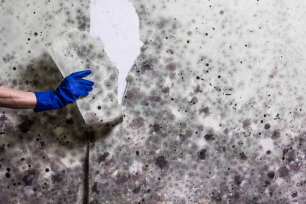 Professional Mold Removal in Neenah, WI